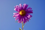 牡丹花園游戲注冊攻略，輕松入門，暢游花海！暢游牡丹花海，輕松注冊攻略，入門必備！