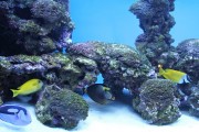 夢游深海之境——記一場巨大魚兒的夢境，夢游深海之境，巨大魚兒的夢境之旅