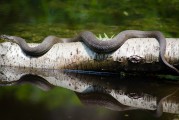 夢(mèng)到魚(yú)死了，深邃的夢(mèng)境與內(nèi)心的反思，夢(mèng)境中的魚(yú)逝去，深邃的心靈反思