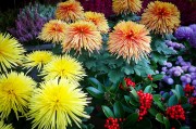 橙光游戲免費(fèi)獲得鮮花，一次意想不到的驚喜體驗(yàn)，橙光游戲中的鮮花交易，一次意想不到的游戲驚喜體驗(yàn)