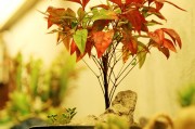 孕婦夢(mèng)到下雨，寓意與解讀，孕婦夢(mèng)到下雨的寓意與解讀