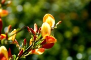 孕婦夢(mèng)到花生，寓意與解讀，孕婦夢(mèng)到花生的寓意與解讀