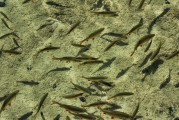 夢中的水世界，魚群涌動的奧秘，夢中的水世界，魚群涌動的奧秘之旅
