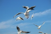夢(mèng)中的飛翔之鳥(niǎo)，夢(mèng)中的飛翔之鳥(niǎo)，追尋心靈的自由