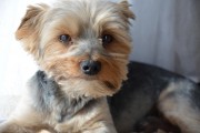 如何輕松注冊CKU，開啟你的犬類生涯，輕松開啟犬類生涯，CKU注冊指南