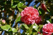 夢(mèng)中的桑葚——一段甜蜜的回憶，夢(mèng)中的桑葚，甜蜜回憶的果實(shí)
