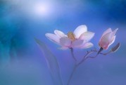 夢(mèng)到美景，心靈的詩(shī)篇，夢(mèng)中美景，心靈的詩(shī)篇
