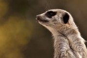 劍齒虎，一款無(wú)需付費(fèi)的動(dòng)物戰(zhàn)斗冒險(xiǎn)游戲，劍齒虎，無(wú)限制免費(fèi)動(dòng)物戰(zhàn)斗冒險(xiǎn)游戲