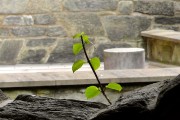 夢(mèng)到綠草，生命的希望與心靈的慰藉，夢(mèng)境綠草，生命的希望與心靈的慰藉