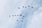 飛翔的夢想——夢到變成鳥的奇妙體驗