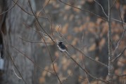 夢(mèng)到抓鳥(niǎo)，寓意與解讀，夢(mèng)到抓鳥(niǎo)，寓意與解讀