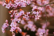 夢(mèng)中的開花樹，生命的啟示與美好，夢(mèng)中的開花樹，生命的啟示與美好