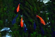 夢(mèng)中的水與魚，心靈的寓言，夢(mèng)中的水與魚，心靈的寓言