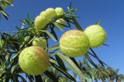 夢(mèng)到吃桃子，是否為胎夢(mèng)的解析