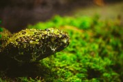 夢到滿地蛇，解讀預(yù)示的神秘之謎，夢到滿地蛇，解讀預(yù)示的神秘之謎