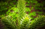 虛擬世界中的植物游戲免費體驗——探討其價值與影響，虛擬世界，植物游戲的娛樂價值及其對社會的影響