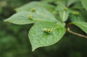 立秋節(jié)氣已過，國內(nèi)大豆需求能否提升？