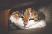 女人夢(mèng)到被貓抓傷手，解讀與解析