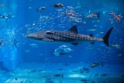 夢中魚海，寓意何在？，夢中魚海，寓意之謎