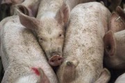 商務部發(fā)布關于相關豬肉及豬副產品反傾銷案抽樣方案及初步抽樣結果的通知
