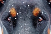 夢(mèng)中雙犬之謎，夢(mèng)中雙犬之謎