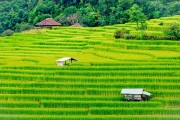 一款讓玩家深度體驗(yàn)農(nóng)業(yè)種植樂趣的免費(fèi)農(nóng)場(chǎng)種菜游戲，耕作樂土，輕松有趣的農(nóng)業(yè)種植游戲