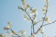 夢(mèng)中的樹斷了——探索內(nèi)心深處的隱喻，夢(mèng)中的樹斷了，內(nèi)心深處的隱喻探索