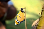 孕婦夢(mèng)到蜘蛛的寓意與解讀，孕婦夢(mèng)到蜘蛛的寓意與解析
