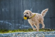 夢遨犬行——一次遛狗的夢境之旅，夢遨犬行，遛狗的夢境之旅