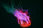 解讀夢(mèng)境中的懷孕象征，解讀夢(mèng)境中的懷孕象征。