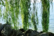苗木網(wǎng)站排名，揭秘如何提升苗木行業(yè)網(wǎng)站的在線影響力，揭秘苗木網(wǎng)站排名提升策略，在線影響力增長之道
