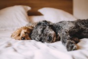 新生兒夢境的奇妙世界，他們究竟夢到了什么？，新生兒夢境的神秘世界，他們夢見了哪些奇妙景象？
