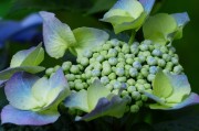 夢中花海——一場鮮花的絢爛夢境