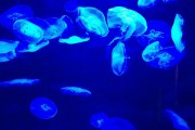 夢(mèng)到彩色的魚(yú)，一場(chǎng)神秘而多彩的夢(mèng)境之旅