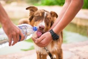 如何輕松注冊犬舍，一站式指南，輕松開啟犬舍之旅，一站式注冊指南