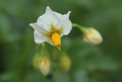 夢(mèng)中綻放的純凈之花——白花之夢(mèng)，夢(mèng)中綻放的純凈之花——白花之夢(mèng)的傳奇