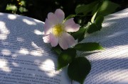 因買賣合同糾紛，高青縣永軍花卉園起訴隆華新材等