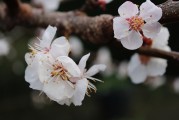 夢中樹開花，寓意何在？，夢中樹開花的寓意解讀