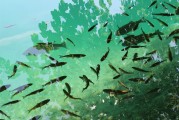 捕魚大師注冊攻略，輕松成為捕魚高手，暢享歡樂時光！捕魚大師注冊指南，快速晉升捕魚達人，盡享游戲樂趣