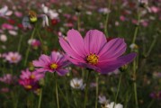 夢(mèng)中桃花開，絢爛如畫，夢(mèng)中桃花絢爛如畫