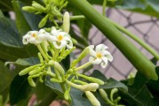 揭秘花木植物網(wǎng)站排名，如何提升您的在線市場(chǎng)競(jìng)爭(zhēng)力，花木植物網(wǎng)站排名攻略，提升在線市場(chǎng)競(jìng)爭(zhēng)力秘訣大公開(kāi)