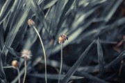 夢(mèng)中蜂影，一場(chǎng)與蜜蜂的奇妙邂逅
