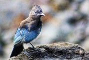 夢到野雞，預示著什么？，夢到野雞，預示與機遇的象征