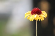 探尋自由的綠色花朵——免費(fèi)的小花仙游戲介紹，小花仙，追尋自由綠色花朵的游戲介紹