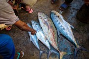 夢中尋魚，一次難忘的捕魚經(jīng)歷，夢中尋魚，一次難忘的捕魚探險經(jīng)歷