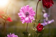 2023年度網(wǎng)上訂花網(wǎng)站排名，品味生活，從一束花開始，2023年網(wǎng)上訂花網(wǎng)站排行，開啟美好生活，從一束花啟程