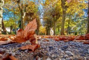 夢中的公園之旅，夢中的公園之旅，尋覓心靈的寧靜