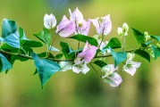 夢中桐樹花開，寓意何在？
