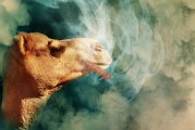 解析夢境中老鼠咬人的象征意義