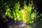 燕子翩飛入夢來——家中的溫馨與希望，燕子翩飛入夢來，家中的溫馨與希望